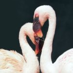 flamingo-1388341_1920