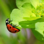 ladybug-250425_1920